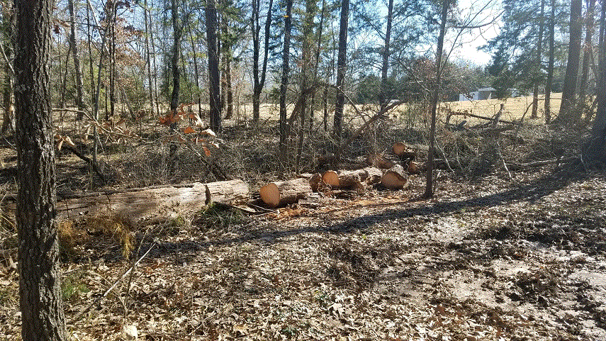 Cut up log.gif Cut up log.gif